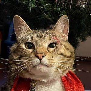 Meet your Posher, Destiny